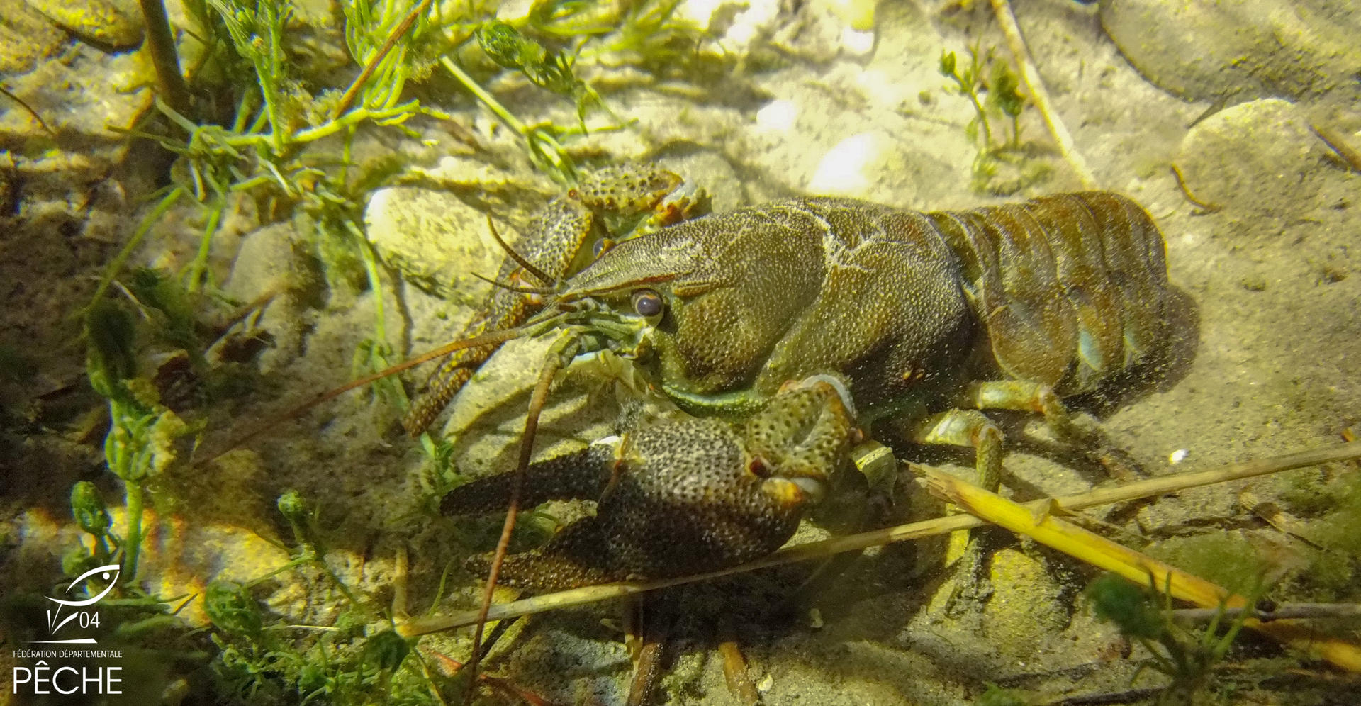 Les Écrevisses Fédération de pêche des Alpes de HauteProvence — free download